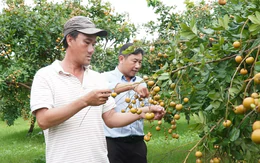 Loại nhãn có vị mặn được thương lái lùng mua tận gốc