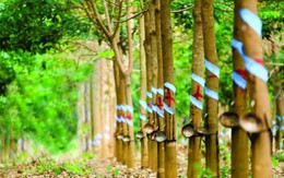 Cao su Phước Hòa (PHR) sắp chi 190 tỷ đồng trả cổ tức, thưởng cổ phiếu tỷ lệ 80%