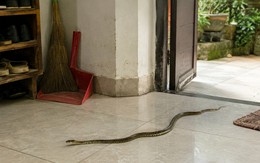 Rắn bò vào nhà có trẻ nhỏ nên làm gì đầu tiên?