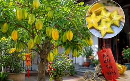 4 lý do khiến nhiều người ngày càng muốn trồng cây khế trong nhà