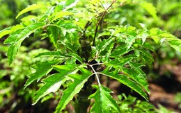 Tin vui cho những người thích dùng lá đinh lăng!