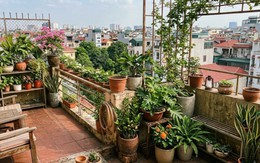 Lời khuyên khi đặt nhiều chậu cây trên ban công, sân thượng