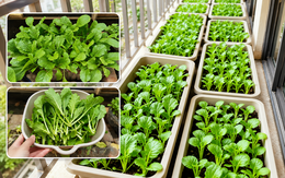 Người phụ nữ trồng cải thìa trên ban công, sau 21 ngày thu được luống rau xanh mướt khiến ai nhìn cũng muốn làm theo