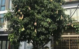 5 lý do nên trồng một cây xoài trong nhà