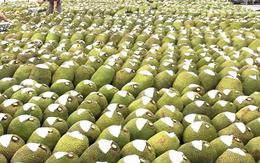 Việt Nam có loại quả 'cứu tinh của thế giới' khiến Trung Quốc phải thừa nhận ngon hơn 'của nhà trồng', cực giàu protein, diện tích trồng hơn 80.000 ha