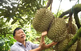 Để nông sản tỷ đô không vỡ trận xuất khẩu - Kỳ 2: Lộ 'miếng bánh' béo bở