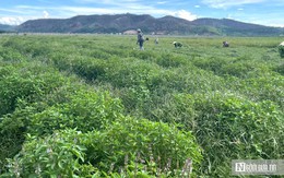 Loài cây tinh dầu "cắt xong lại mọc" giúp nông dân bội thu