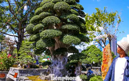Cây duối cổ trăm tuổi khoe dáng ở phố biển Gia Lai