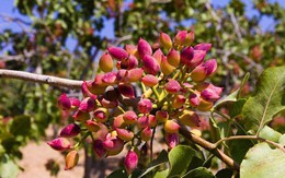 Đắt hơn sầu riêng, Việt Nam vừa thu hàng trăm triệu USD từ loại quả không tự trồng được, nguồn cung gặp khó vì xung đột Iran