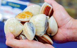 Chủ cửa hàng hải sản 30 năm nói thẳng: 4 loại ngao cho không cũng đừng lấy, ăn không ngon còn "rước bệnh vào thân"