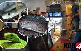 Đột kích một căn nhà, phát hiện 60 con bò sát, bao gồm cả loài rắn độc nhất hành tinh