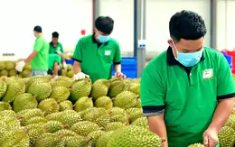 Cấp mã số vùng trồng: Chuyển từ 'xin - cho' sang tự chịu trách nhiệm