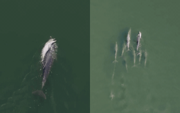 Nước mắt của biển: Chiếc drone vô tình ghi lại khoảnh khắc giữa đại dương khiến chúng ta phải lặng người