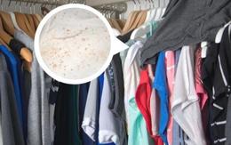 Thợ mộc lành nghề bật mí cách cứu tủ gỗ khỏi mùi hôi, mốc góc và phồng cánh mùa mưa: Không phải cứ lau là xong