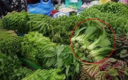 Người bán rau nói thật: Khách thường chọn bó xanh mướt, người trong nghề lại quan sát kỹ 3 đặc điểm này