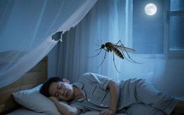 Vì sao muỗi vo ve trong bóng tối, nhưng lập tức biến mất khi bật đèn?