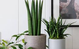 10 loại cây lọc không khí tốt nhất