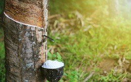 Lãi đột biến, GVR “rót” nghìn tỷ đồng vào quỹ khoa học công nghệ
