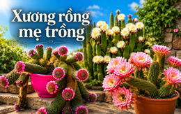 Cây xương rồng mẹ trồng 19 năm bất ngờ “nằm dài” khắp chậu, đến khi nở hoa ai cũng trầm trồ.
