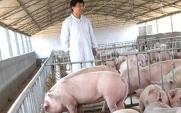 Vợ chồng chủ trang trại lợn ở Trung Quốc rơi vào cảnh tán gia bại sản, mất trắng 15 triệu USD vì án oan