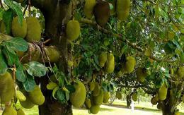 5 lý do nên trồng một cây mít trong vườn nhà