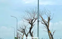 Hai dự án gần 9 tỷ đồng chưa bàn giao, nhiều cây xanh đã chết: Chủ đầu tư nói gì?