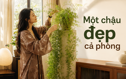 Người phụ nữ chỉ đặt một chậu cây 4 năm tuổi trong phòng khách, ai bước vào đều khen: “Nhìn thôi đã thấy thư thái”