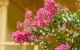 7 loại cây tuyệt đối không nên cắt tỉa trong tháng 9