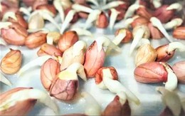 5 thực phẩm mọc mầm còn bổ dưỡng hơn hạt củ khô