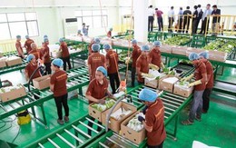 Trung Quốc gom mua gần hết một loại đặc sản, nhiều người dân Campuchia đổi đời, rủng rỉnh tiền mua đất
