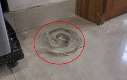 Phát hiện da rắn trong nhà nên làm gì đầu tiên?