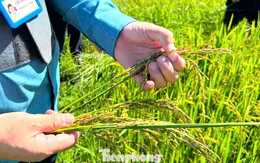 Nắng nóng rồi mưa lớn, hàng nghìn ha lúa hè thu ở Nghệ An 'không cúi đầu'