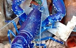 Hai cha con bắt được con tôm hùm có màu xanh cực hiếm