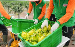 Không phải Thái Lan, một quốc gia Đông Nam Á quyết tâm cạnh tranh thanh long với Việt Nam: Tạo ra giống vỏ vàng khác biệt, nắm giữ lợi thế quan trọng
