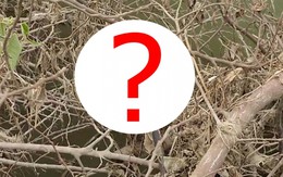 Đang chụp ảnh bên sông, người đàn ông phát hiện "quái vật" dài 2 m, vừa đến gần nó lập tức làm điều này