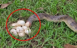 Thấy rắn đang đẻ ở vườn nhà nên làm gì đầu tiên?