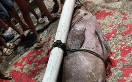 Ngư dân bắt được con cá mú khổng lồ nặng 130kg trên biển