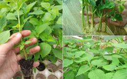 Lời khuyên đến tất cả các gia đình đang trồng rau kinh giới