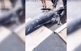 Cá 'khủng' cập cảng Đắk Lắk, hàng chục người cùng khiêng lên bờ