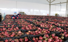 Loại quả "lọc" mỡ máu cực tốt, bán đầy chợ Việt giá chỉ từ 25.000 đồng/kg: EU ưa chuộng, xuất khẩu thu về hơn 116 triệu USD
