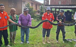 Bắt sống rắn hổ mang chúa dài 4,3 mét, nặng 20kg bò vào nhà dân
