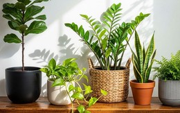 Trồng cây gì trong nhà để thanh lọc không khí?