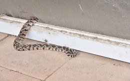 Chuyên gia về động vật hoang dã mách 12 cách đuổi rắn khỏi nhà