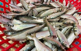 Loại cá được Mỹ đánh giá đánh giá "tốt nhất thế giới", Việt Nam sẵn nhưng nhiều người chê không ăn