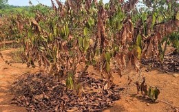 El Nino đạt cường độ rất mạnh, nguy cơ hạn hán ở khu vực phía Nam rất cao
