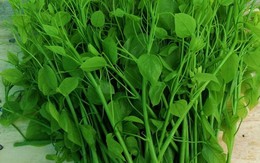Lợi ích của cây bò khai