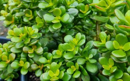 3 loại cây xanh khỏe trong nhà báo hiệu phong thủy tốt: Ai hỏi mua cũng đừng nên bán