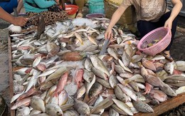 Không phải cá hồi, đây mới là 4 loại cá “tốt nhất cho sức khỏe” theo chuyên gia Mỹ: Việt Nam rất nhiều