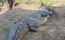Người dân bắt sống con cá sấu khổng lồ dài 7 mét trên sông