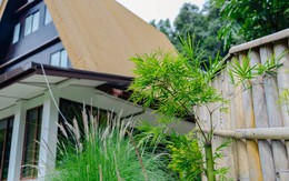 10 loại cây chớ nên trồng sát cửa nhà